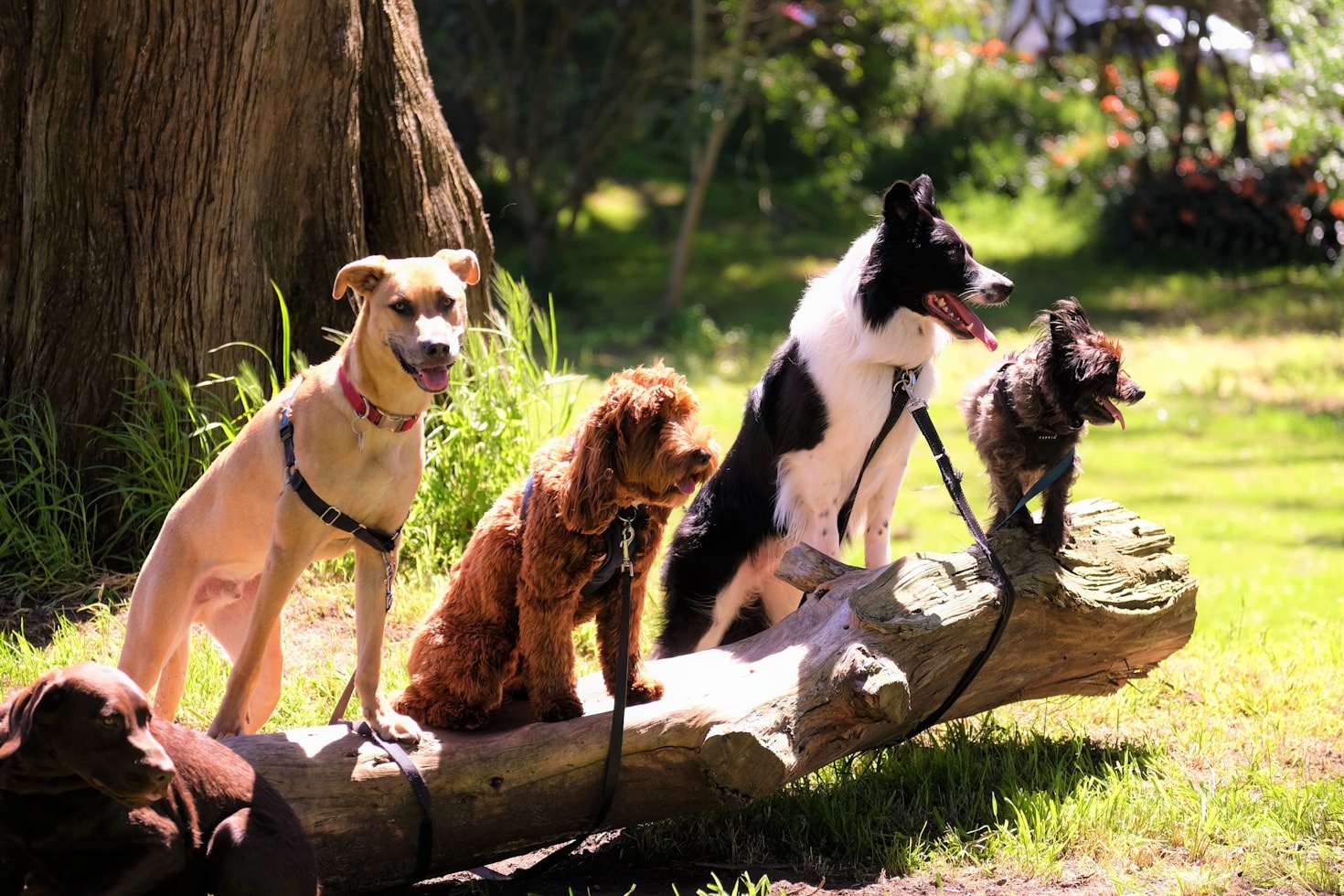 Die Muttersprache der Hunde: Wie wir besser verstehen können